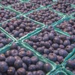 UK supporting Zimbabwe horticulture exports like blueberries and peas