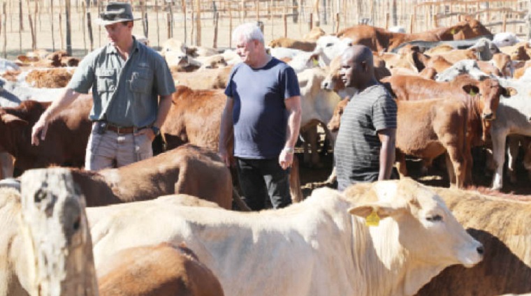 Boustead Beef to sell more than 200 Cold Storage Commission cattle tomorrow