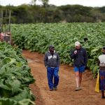 Is it true that people tending to the land in Zimbabwe today are mostly white farmers?