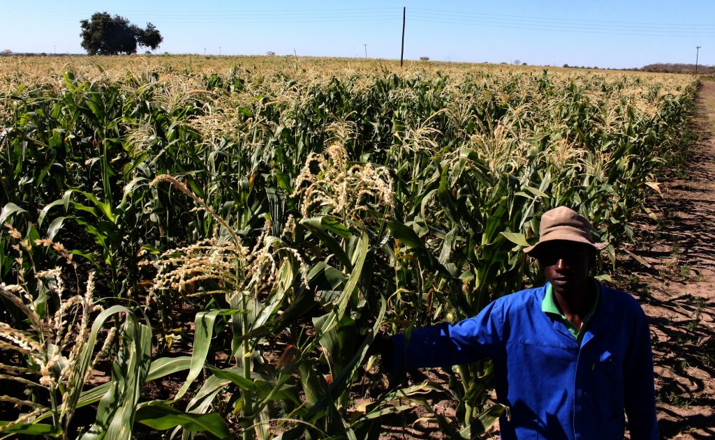 Zimbabwe approves new maize, wheat, soyabean production plan